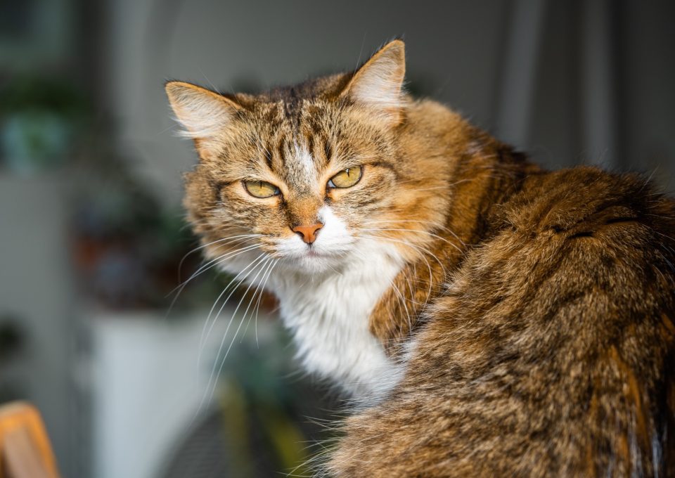 Långhårig tabbykatt med vit bringa vilar i solljus inomhus
