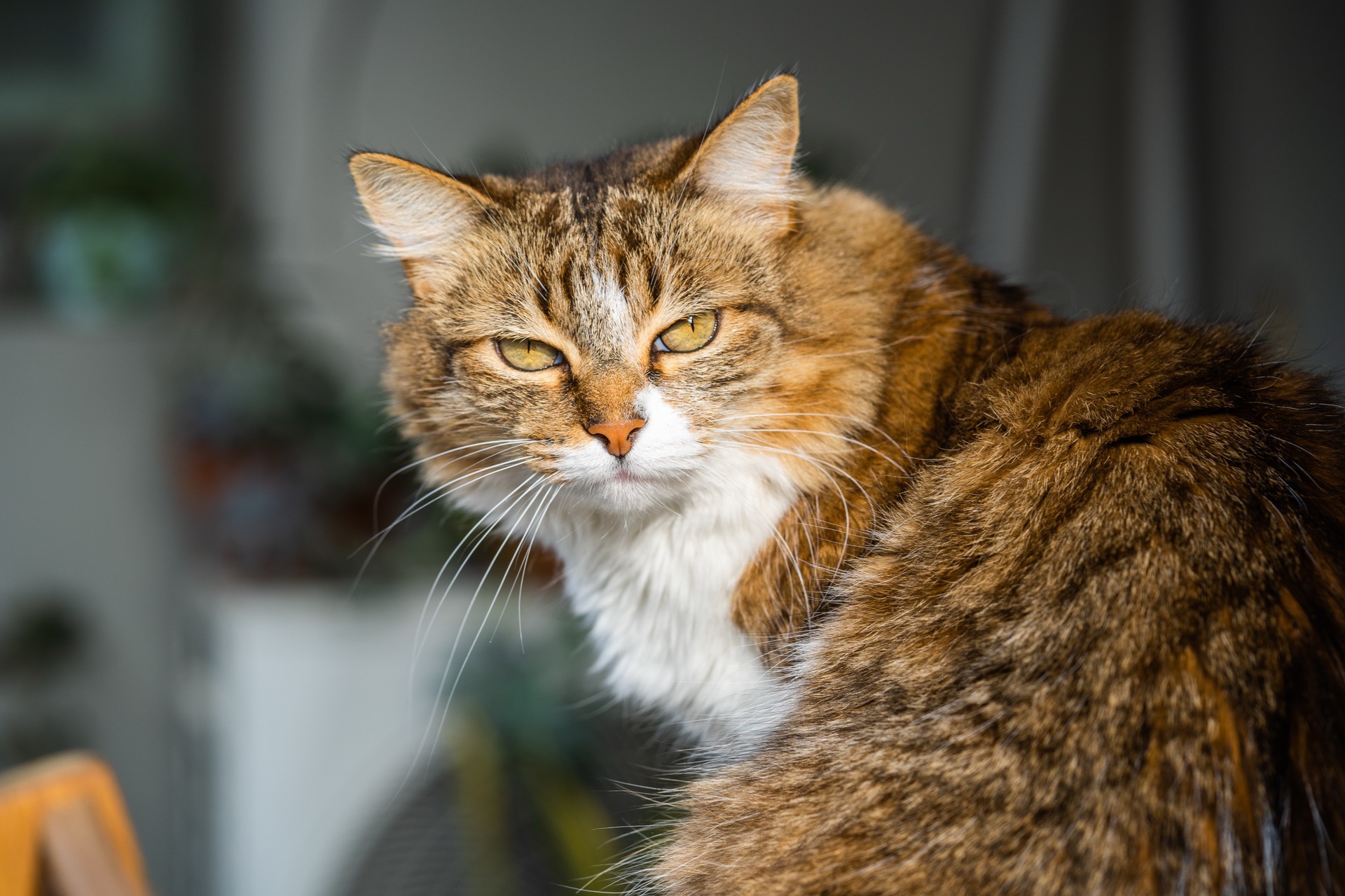 Långhårig tabbykatt med vit bringa vilar i solljus inomhus