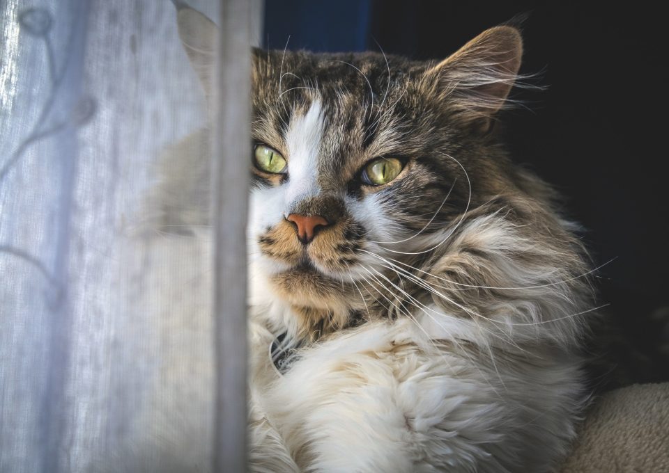 Långhårig brun tabbykatt med vit bringa sitter vid ett fönster