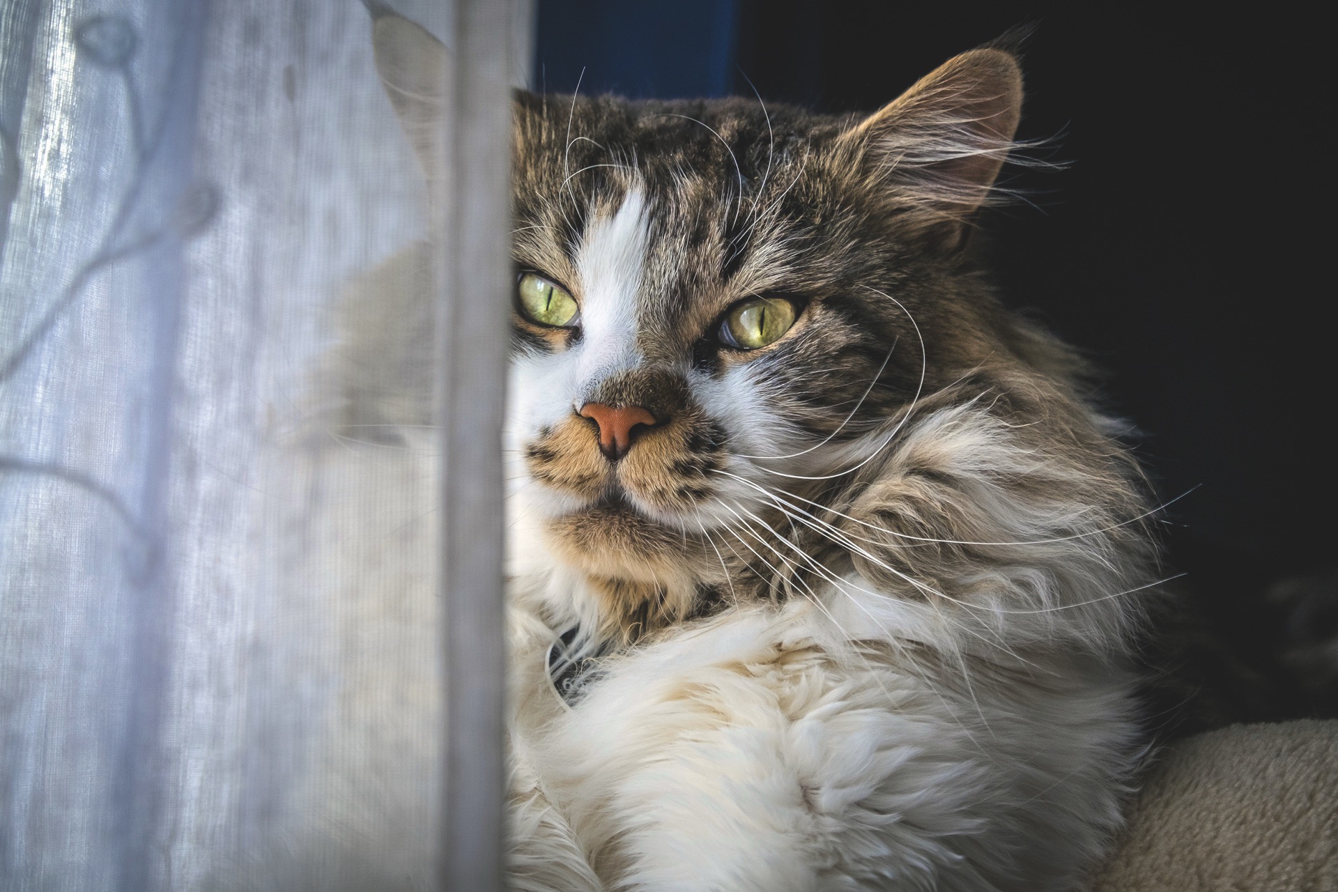 Långhårig brun tabbykatt med vit bringa sitter vid ett fönster