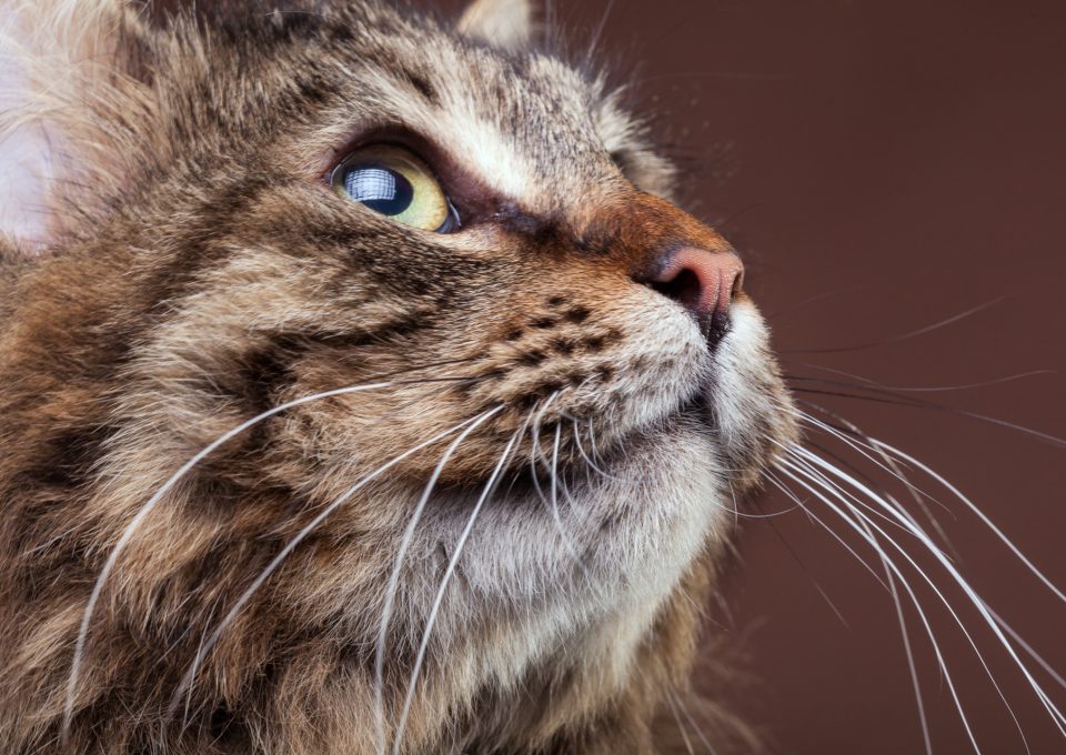 Närbild på en brun tabbykatt med långa morrhår som tittar uppåt