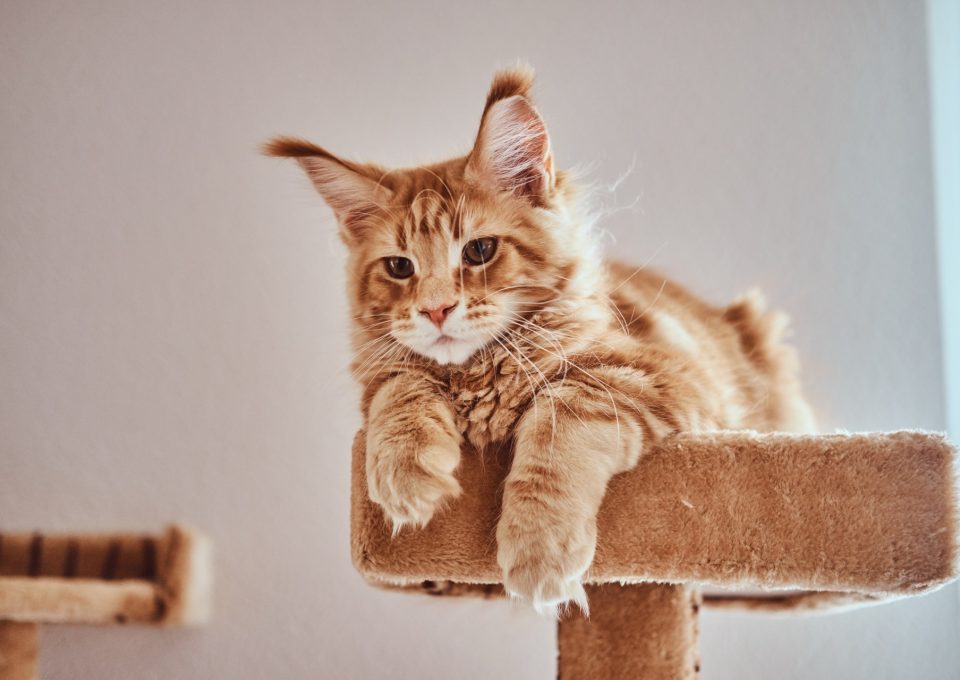 Röd tabbykattunge med tofsar på öronen ligger på ett klösträd
