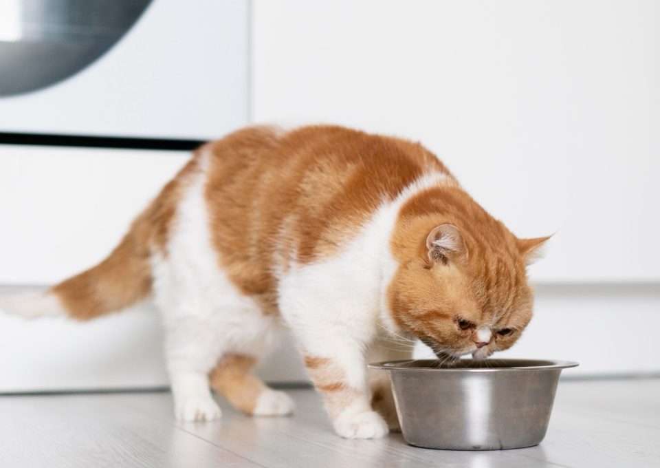 Röd och vit katt äter ur en metallskål på ett ljust golv