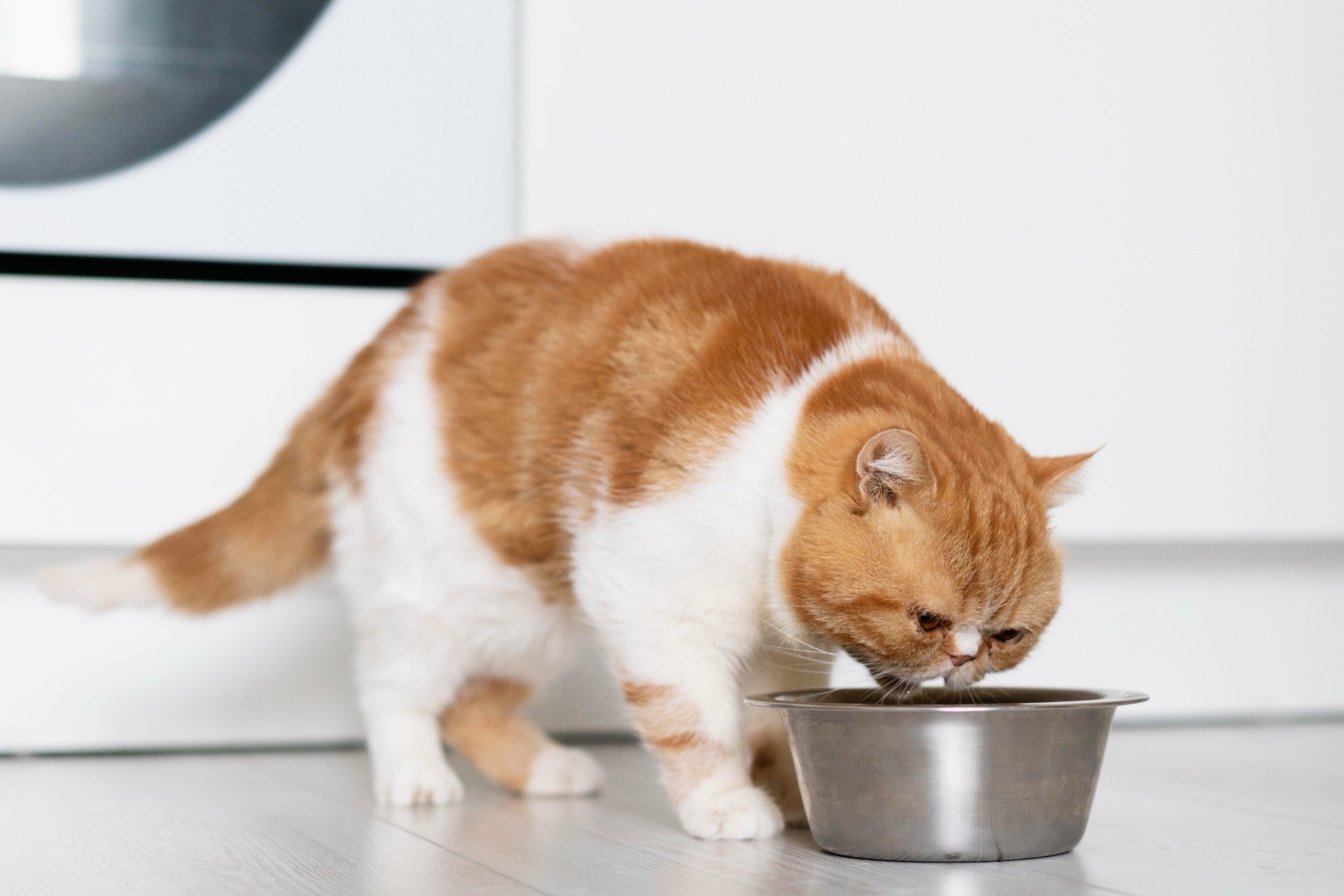 Röd och vit katt äter ur en metallskål på ett ljust golv