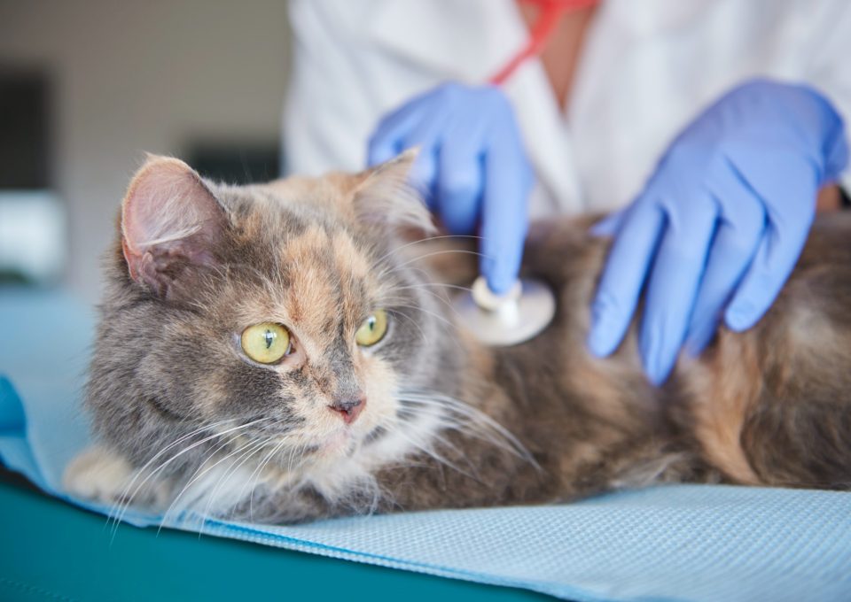 Långhårig katt undersöks med stetoskop på ett behandlingsbord