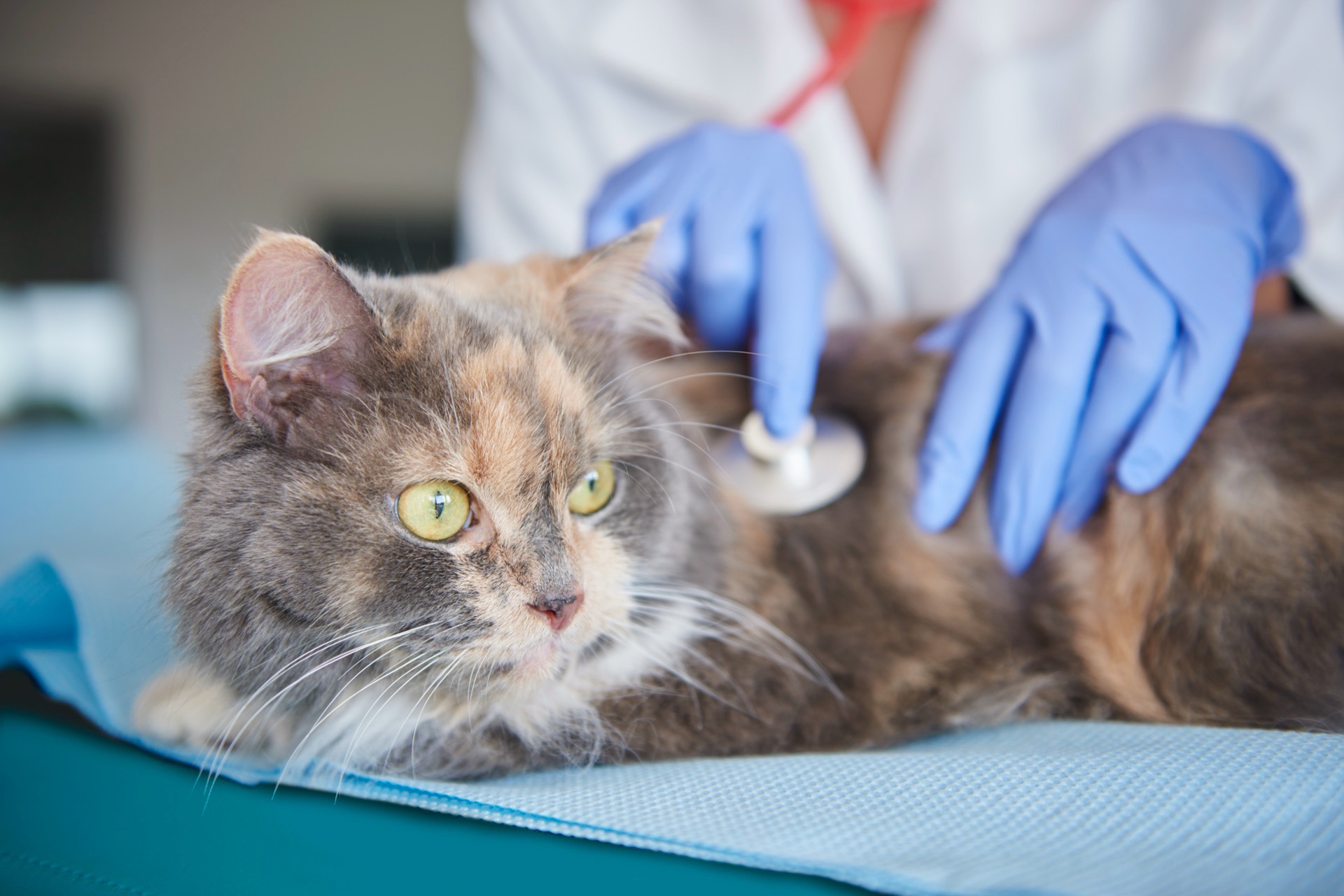 Långhårig katt undersöks med stetoskop på ett behandlingsbord
