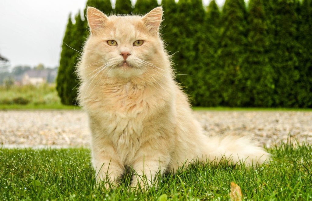 Ljus långhårig katt sitter rakt upp på en gräsmatta