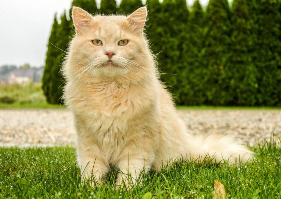 Ljus långhårig katt sitter rakt upp på en gräsmatta