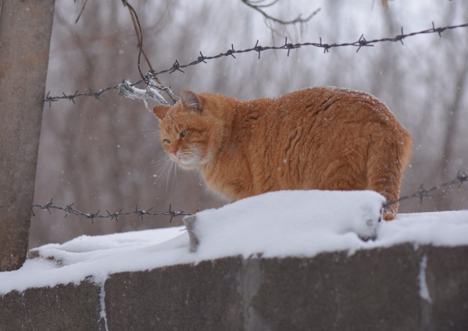 Röd katt går längs en snötäckt mur en vinterdag