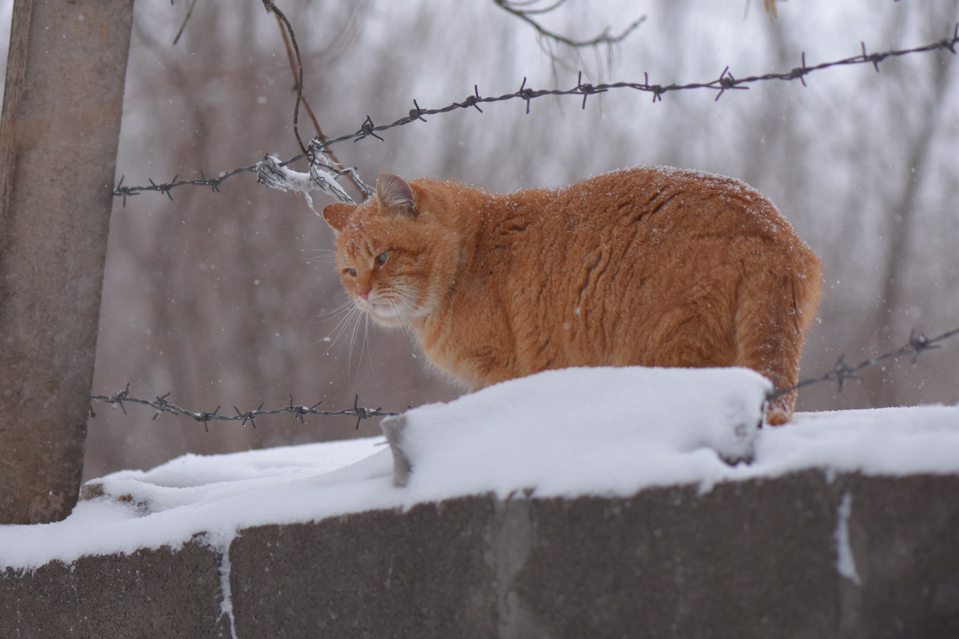 Röd katt går längs en snötäckt mur en vinterdag