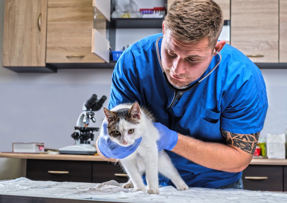 Veterinär i blå arbetskläder undersöker en vit och grå katt
