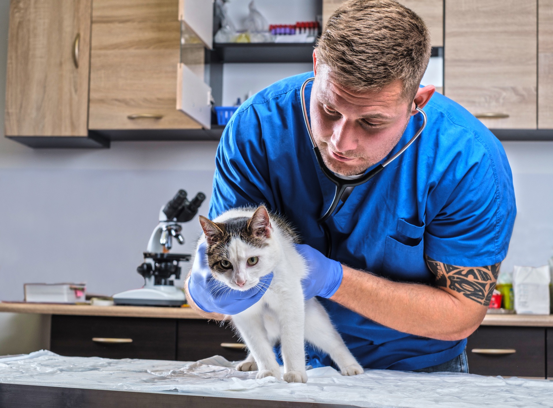Veterinär i blå arbetskläder undersöker en vit och grå katt